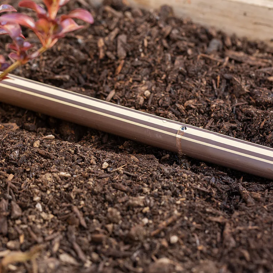 Drip irrigation line in soil with plants